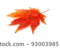 Autumn maple leaf 93003985