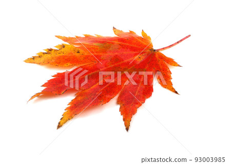 Autumn maple leaf Autumn maple leaf 93003985
