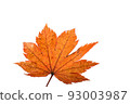 Autumn maple leaf 93003987
