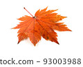 Autumn maple leaf 93003988