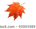 Autumn maple leaf 93003989