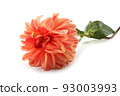 Dahlia flower 93003993