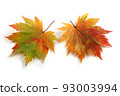 Multicolor autumn maple leaves 93003994