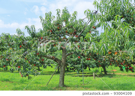 Pre-harvest peaches 93004109