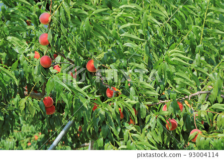 Pre-harvest peaches Pre-harvest peaches 93004114