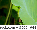 damselfly and lotus leaf 93004644