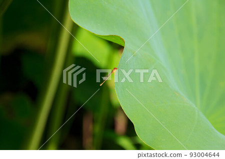 damselfly and lotus leaf 93004644