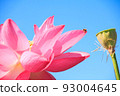 bee flying on flower petals 93004645