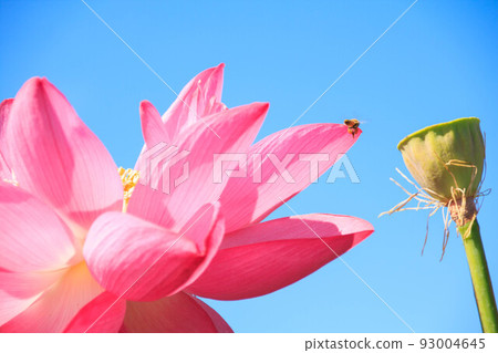 bee flying on flower petals 93004645