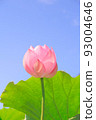 Lotus flower  93004646