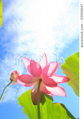 Flowers and sky 93004647