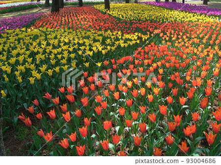 The orange and yellow tulips are bright and beautiful like a flower road. The orange and yellow tulips are bright and beautiful like a flower road. 93004686