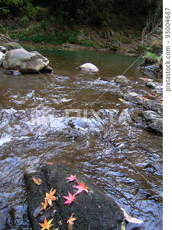The red maple leaves on the black stones of the river are impressive and beautiful. The red maple leaves on the black stones of the river are impressive and beautiful. 93004687
