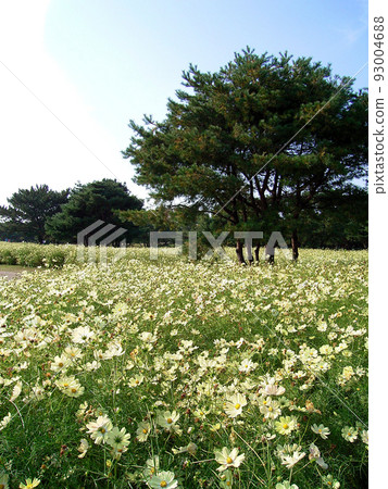 The contrast between the white cosmos and the green trees is beautiful against the blue sky. The contrast between the white cosmos and the green trees is beautiful against the blue sky. 93004688