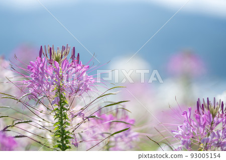 Cleome flowers that bloom vigorously even in the hot summer 93005154