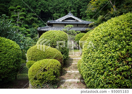 Senshukuji Temple_圓形杜鵑花樹 93005183