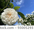 Yamashita Park rose ② 93005293