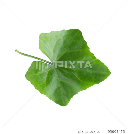 Green leaf isolated on a white background Green leaf isolated on a white background 93005453