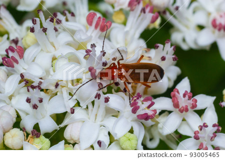The common red soldier beetle Rhagonycha fulva, also misleadingly known as the bloodsucker beetle, is a species of soldier beetle Cantharidae The common red soldier beetle Rhagonycha fulva, also misleadingly known as the bloodsucker beetle, is a species of soldier beetle Cantharidae 93005465