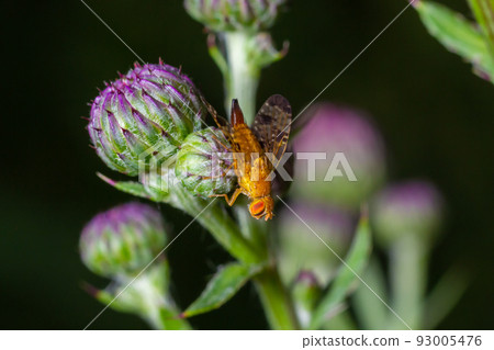Macro of a fruit fly Xyphosia miliaria of the Tephritidae family on a budrock flower Macro of a fruit fly Xyphosia miliaria of the Tephritidae family on a budrock flower 93005476