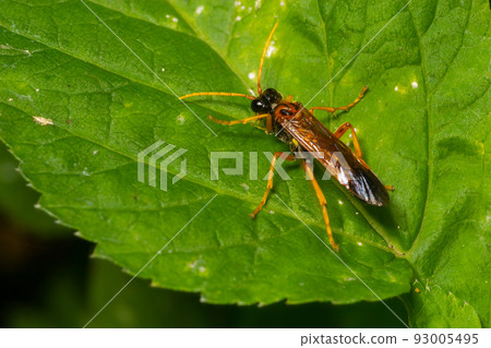Closeup on a colorful green sawfly,Tenthredo mesomela on a green geranium leaf in the garden 93005495