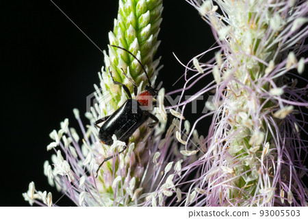 Soldier beetle Cantharis livida is a species of soldier beetle belonging to the genus Cantharis family Cantharidae. Close-up Soldier beetle Cantharis livida is a species of soldier beetle belonging to the genus Cantharis family Cantharidae. Close-up 93005503