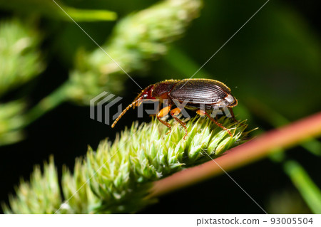 copper colored ground beetle on grass in a natural environment. summer, dream day 93005504