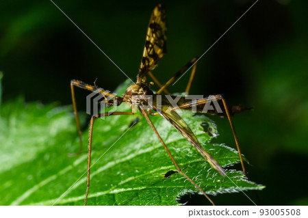 Limoniinae sits on a sheet on a green leaf in the forest. Summer 93005508