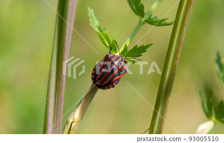 European Minstrel Bug or Italian Striped shield bug, Graphosoma lineatum, climbing a blad of grass 93005510