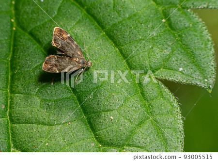 Close-up of the a small moth, the common Nettle-tap Anthophila fabriciana 93005515