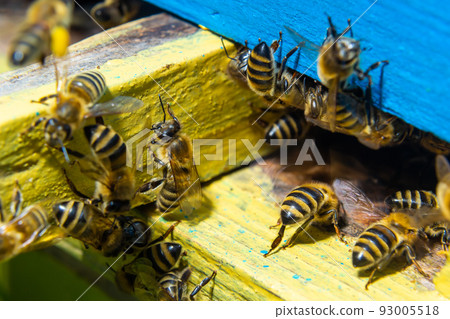 Close up of flying bees. Wooden beehive and bees. Plenty of bees at the entrance of old beehive in apiary. Working bees on plank. Frames of a beehive 93005518
