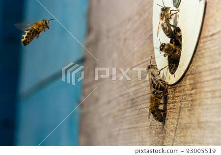 Close up of flying bees. Wooden beehive and bees. Plenty of bees at the entrance of old beehive in apiary. Working bees on plank. Frames of a beehive 93005519