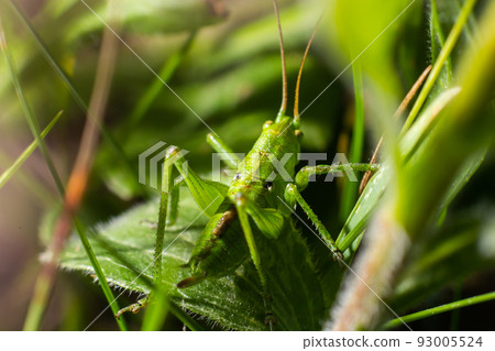 green grasshopper on the grass on a blurred background. Grasshopper on a flower macro view. Grasshopper profile. Grasshopper macro view 93005524