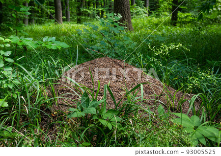 A large anthill in a spruce forest.The house of ants.Forest reserve forest.Walking in the fresh forest 93005525