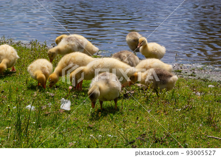 Egyptian goose family in the wild. The female, male and goslings of the Egyptian goose are resting in the grass. Adult goose with goslings. Spring brood. Cute fluffy goslings Egyptian goose family in the wild. The female, male and goslings of the Egyptian goose are resting in the grass. Adult goose with goslings. Spring brood. Cute fluffy goslings 93005527