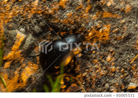 Bloody Nosed Beetle, Blood Spewer Beetle, Blood Spewing Beetle, Timarcha tenebricosa Bloody Nosed Beetle, Blood Spewer Beetle, Blood Spewing Beetle, Timarcha tenebricosa 93005531