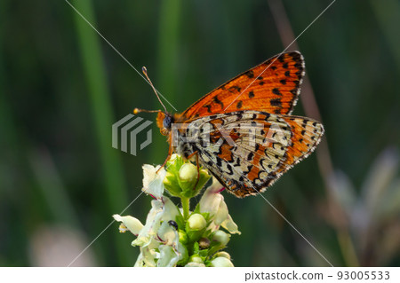 Glanville Fritillary, Melitaea cinxia, butterfly and spring wildflowers Glanville Fritillary, Melitaea cinxia, butterfly and spring wildflowers 93005533