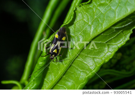 Bug form the family Miridae on plant leaf. In the forest on a summer day 93005541