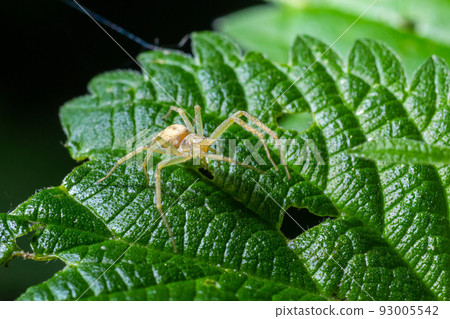 Spider Misumena vatia goldenrod crab spider or flower is a species of crab spider with holarctic distribution, belongs to the family Thomisidae Spider Misumena vatia goldenrod crab spider or flower is a species of crab spider with holarctic distribution, belongs to the family Thomisidae 93005542