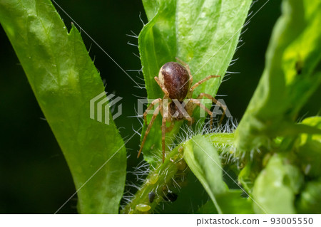Adult Male Running Crab Spider of the Family Philodromidae 93005550