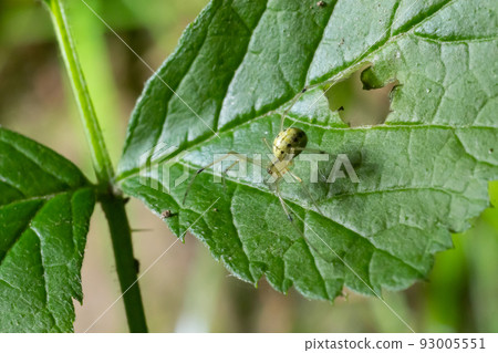 Closeup of the spider Enoplognatha ovata or the similar Enoplognatha latimana, family Theridiidae. On the underside of a leaf of common ragwort Jacobaea vulgaris. July 93005551