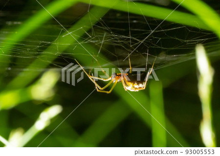 Closeup of the spider Enoplognatha ovata or the similar Enoplognatha latimana, family Theridiidae. On the underside of a leaf of common ragwort Jacobaea vulgaris. July 93005553