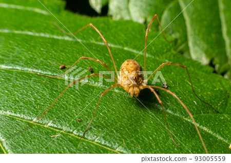 spider Opiliones on a leaf in detail. summer day in the forest 93005559