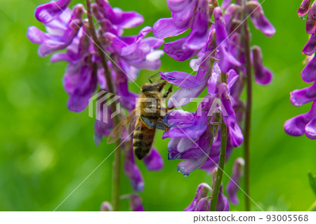 Purple flower Tufted Vetch, Vicia cracca, with bee close up. Spring nature background Purple flower Tufted Vetch, Vicia cracca, with bee close up. Spring nature background 93005568