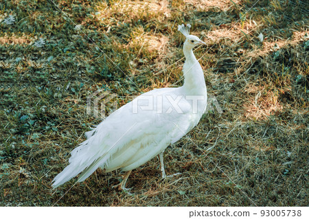 Portrait of a female free-range peacock hen in spring outdoors 93005738