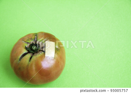 Adhesive plaster on tomato wound 93005757