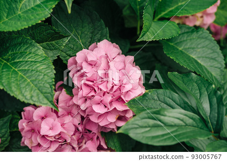 New leaves and flowers of hydrangea. Hydrangea leaves bush New leaves and flowers of hydrangea. Hydrangea leaves bush 93005767