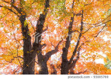 Bright maple leaves Bright maple leaves 93005769