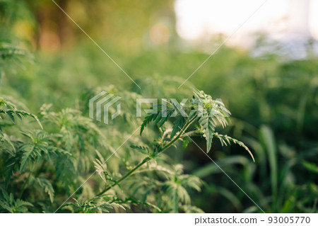 Ragweed, allergy causing grass. Ragweed bushes. Ambrosia artemisiifolia causing. Selective soft focus Ragweed, allergy causing grass. Ragweed bushes. Ambrosia artemisiifolia causing. Selective soft focus 93005770