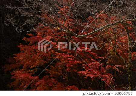 鮮紅的楓樹和死樹 鮮紅的楓樹和死樹 93005795